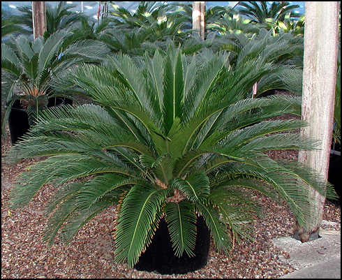 Cycas Revoluta